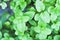 Peppermint plant, marsh mint plant or mentha cordifolia