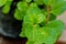 Peppermint plant, marsh mint plant or mentha cordifolia plant