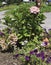 Peppermint Swirl Hydrangea in mixed garden