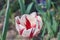 `Peppermint Twirl` Augmented Reality Red and White Tulip close up