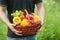 Peppers in basket in hands. Harvest