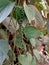 Peppers,green peppers,Indian green pepper photo, pepper in my garden, fresh pepper,