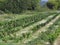 Peppers Growing in Large Garden Plot