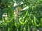 Peppers ripening on the branches