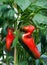 Peppers Ripening on Plant