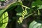 Peppers tree in the garden