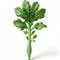 Peppery green arugula 3D illustration isolated on white background. Fresh Vegetable