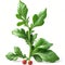Peppery green arugula 3D illustration isolated on white background. Fresh Vegetable