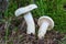 Peppery milkcap