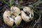 Peppery Milky Caps Wild Mushrooms -  Lactarius piperatus