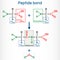 Peptide bond. Formation of amide bonds from two amino acids as a result of protein biosynthesis reaction. It is process is a