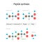 Peptide synthesis. Two amino acids combined into a peptide to form a water molecule and a peptide bond