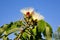 Pequi flowers (Caryocar brasiliense) em closeup and blue sky background. Cerrado biome.