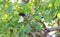 Pequi fruit tree(Caryocar brasiliense).Brazilian fruit cerrado biome. \\\