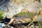 Perca fluviatilis, European perch, freshwater predator fish in biotope aquarium, nature photo