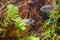 Perca fluviatilis, European perch, freshwater predator fish waits for prey among roots of willow in biotope aquarium