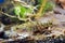 Perccottus glenii, Chinese sleeper, juvenile freshwater fish in biotope aquarium