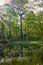 Perceton Woods By Irvine North Ayrshire Scotland at Early morning with Reflected Light Coming through the Trees