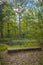 Perceton Woods By Irvine North Ayrshire Scotland and Reflected Light Coming Through the Trees