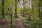Perceton Woods By Irvine North Ayrshire Scotyland