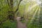 Perceton Woods By Irvine North Ayrshire Scotyland and the Suns Rays Shining Through the Trees