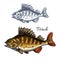 Perch or bass fish sketch for fishing sport design
