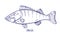 Perch, detailed vintage drawing. Freshwater fish, aquatic animal drawn in retro style. Handdrawn contoured outlined