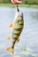 Perch fish catch on the hook. Bass river fish and natural background. Fishing activity.