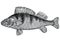 Perch fish illustration, drawing, engraving, line art, realistic