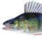 Perch fish portrait