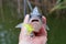 Perch fish silicone bait in his mouth