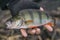 Perch fish trophy in hand of fisherman above water