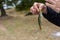 Perch on a fishing rod hook