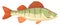 Perch icon. Freshwater river fish. Cartoon predator