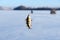 Perch, just caught from the hole, hanging on a hook on the background of the lake during the winter fishing