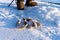 Perch, just caught from the hole, lie in the snow against the background of fishing boots during the winter fishing