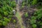 Perch in a needle forest from above