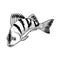 Perch seafood black and white vector illustration