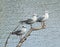 A perch for three little white gulls