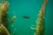 Perch under water photography in a lake in Austria, amazing underwater fish photography