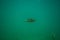 Perch under water photography in a lake in Austria, amazing underwater fish photography