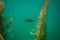 Perch under water photography in a lake in Austria, amazing underwater fish photography