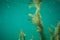 Perch under water photography in a lake in Austria, amazing underwater fish photography