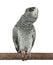 Perched African grey singing with eyes closed