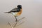 A perched african stonechat