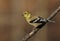 Perched American Goldfinch