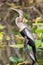 Perched Anhinga female Anhinga anhinga, Everglades National Park, Florida