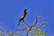 Perched Anhinga portrait with copy space on right