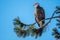 Perched Bald Eagle