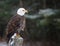 Perched Bald Eagle